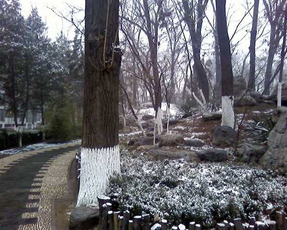 第一场雪